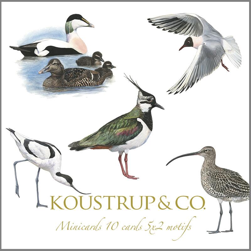 Koustrup & Co - Lykønskningskort - Kystens Fugle