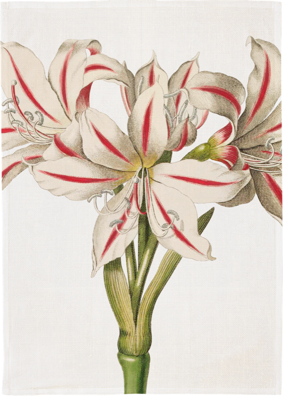 Sköna Ting - Viskestykke - Amaryllis