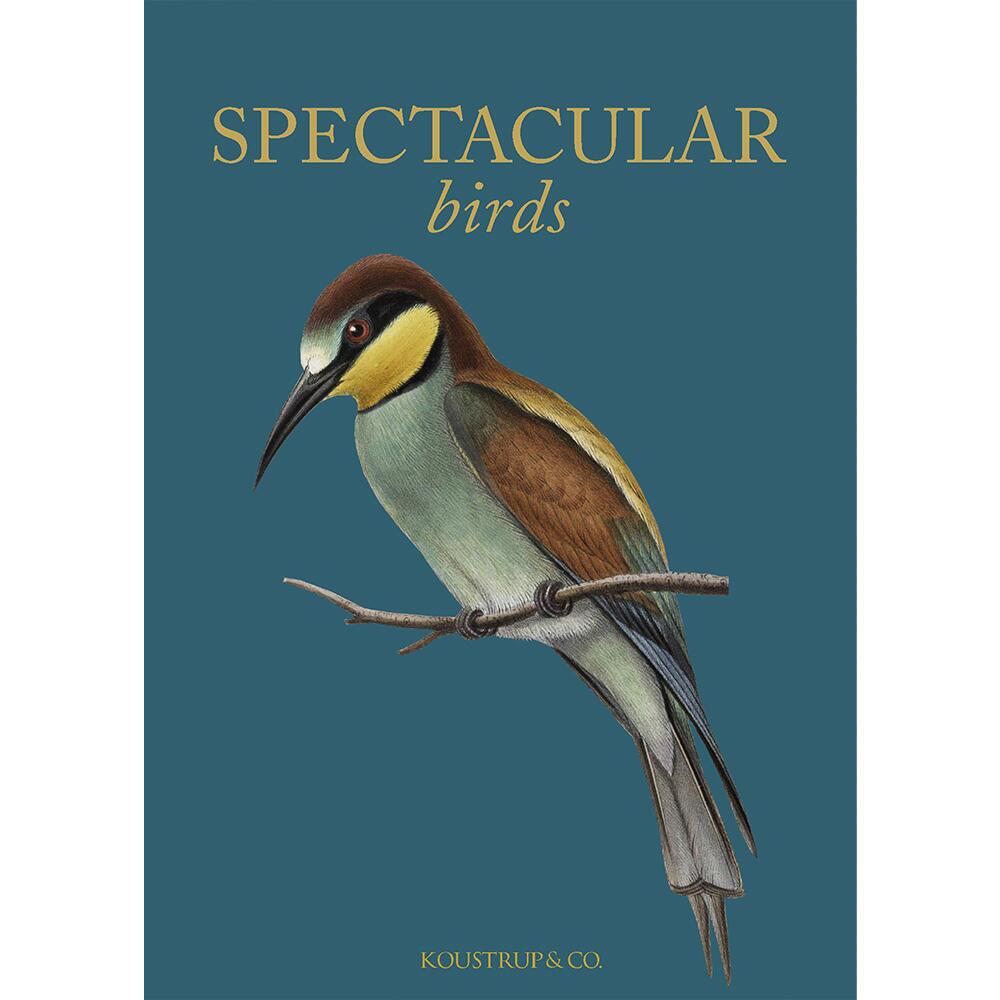 Koustrup & Co - Lykønskningskort - SPECTACULAR BIRDS